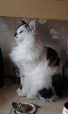 File:Tazz3.jpg