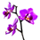 Orchid hubpicture