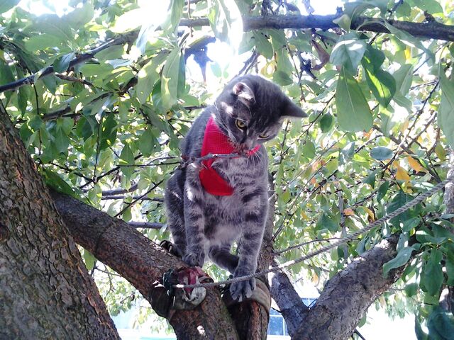 File:Smelling the flower tobey.jpg