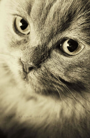 File:Awwcute.jpg