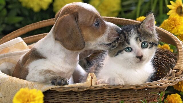 File:Pet-love 1.jpg