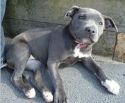 Blue adolescent staffie