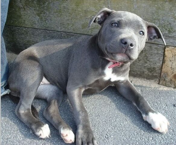 File:Blue adolescent staffie.jpg