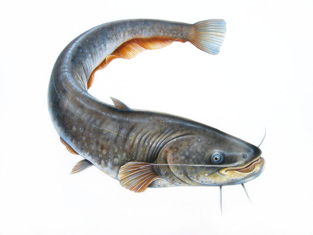 File:Catfish.jpg