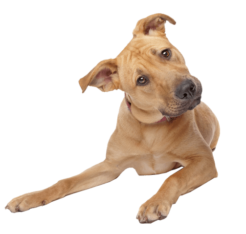 File:Cute-dog-transparent-background.png