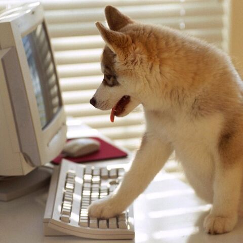 File:Dog at computer.jpg