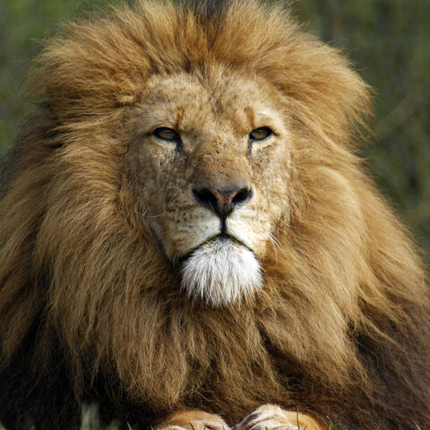 File:Lion.jpg