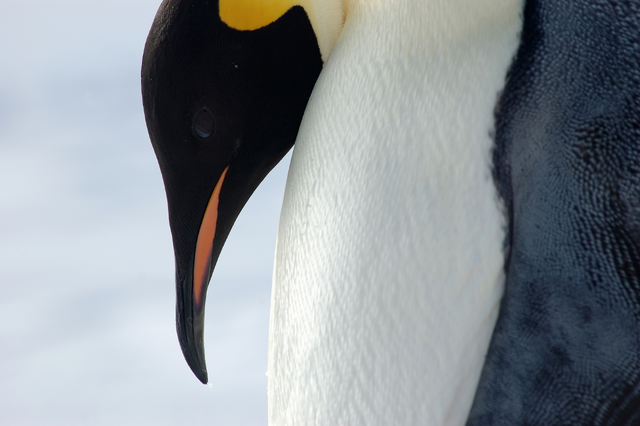 File:Emperor Penguin Ponders copy.png