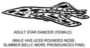 Stariionae adult