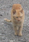 Vincent