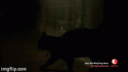 Animalshifting