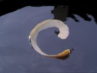 C-shaped Apple Peel