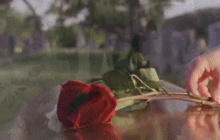 Placing Rose