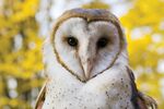 Barn owl