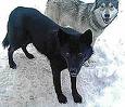 Goldston Pack