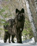Black wolf12