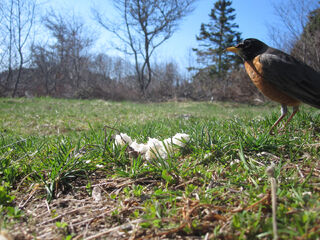 Robin motion detect