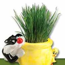 Chia Cat Grass Chiapet Wiki Fandom