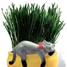 Chia Cat Grass Chiapet Wiki Fandom