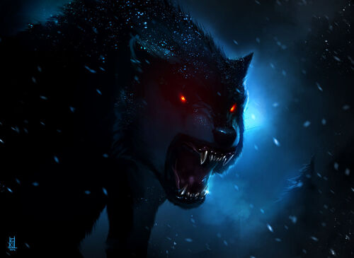 Black wolf