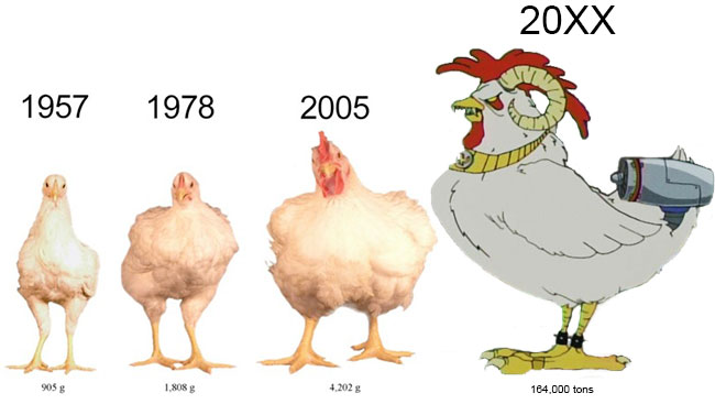 Can Dog Eat Eggs If Allergic To Chicken Can Dog Eat Eggs If Allergic To Chicken