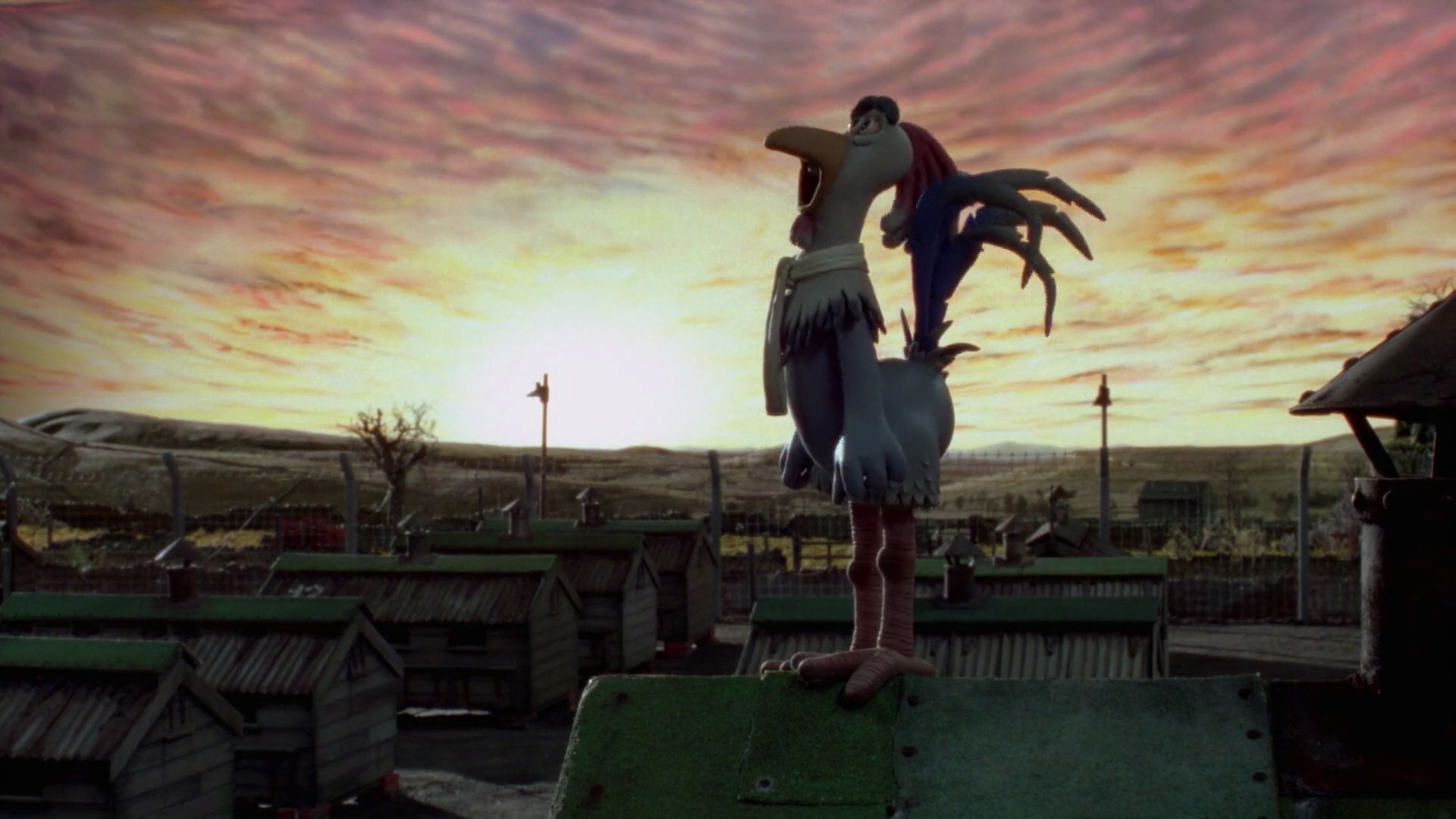 chicken run edwina chicken run edwina