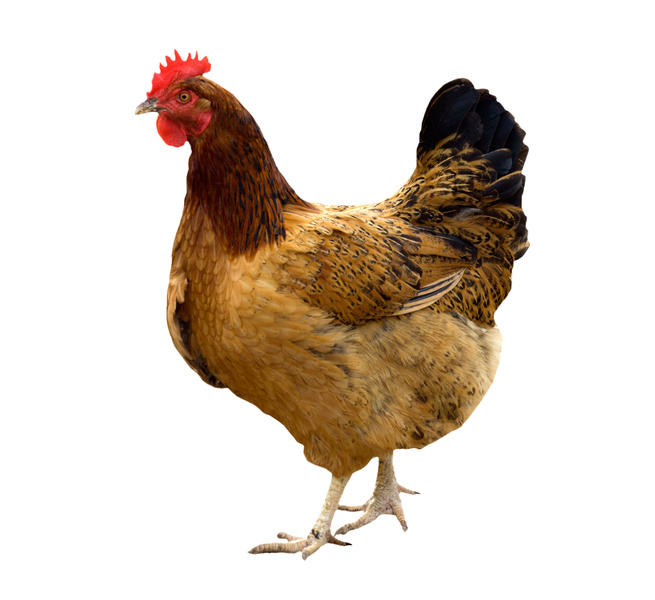 hen hen