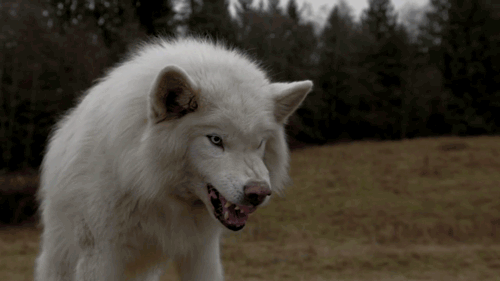 Love bite werewolf transformation