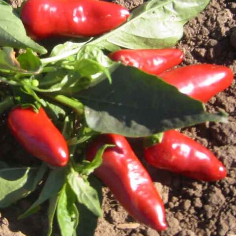 File:Fresno chili.jpg