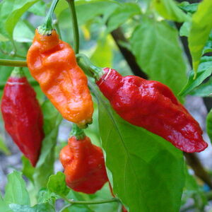 Scoville Scale Chili Peppers Wiki Fandom