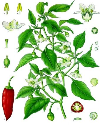 Capsicum Annuum Chili Peppers Wiki Fandom