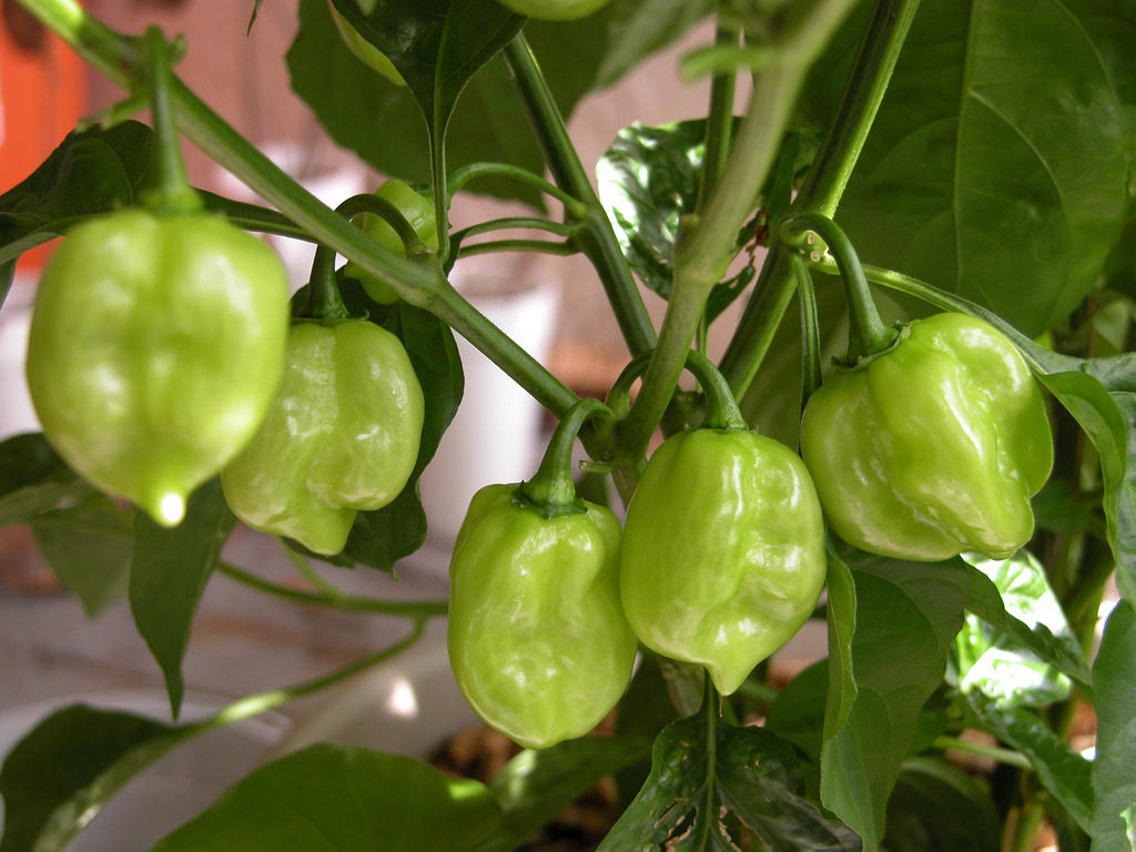 Green Savina habanero | Chili Peppers Wiki | Fandom