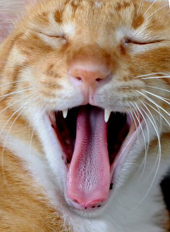 File:Cat yawning.jpg