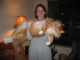 Fat cat