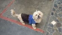 Perro Paco