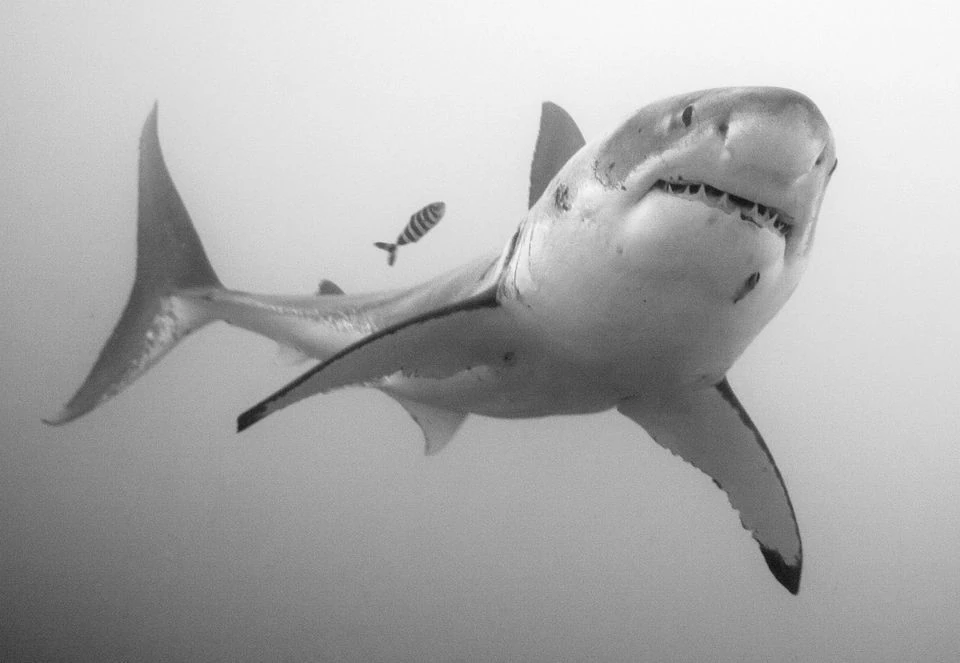 Carcharodon | Chondrichthyes Wiki | Fandom