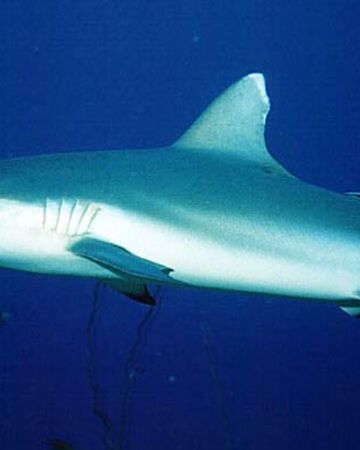 shark chondrichthyes wiki fandom shark chondrichthyes wiki fandom