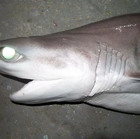 Bigeyed Sixgill Shark Chondrichthyes Wiki Fandom Do you know anything about the disappearance of 6 gills from the hornby island area on the bc coast? bigeyed sixgill shark chondrichthyes