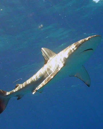 Galapagos Shark Chondrichthyes Wiki Fandom