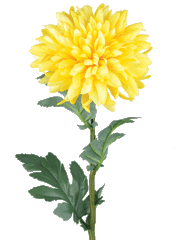Marny-Flower-02