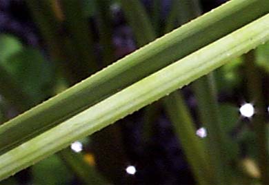 Grass plants