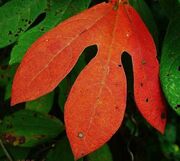 Satyrleaf