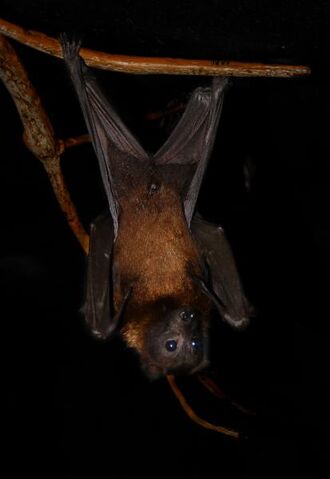 File:Flying fox.jpg