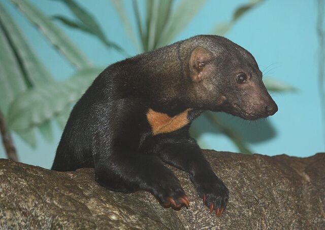 File:Tayra.jpg