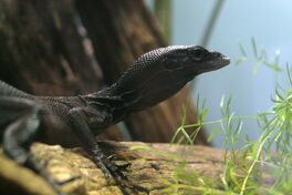 Tree monitors