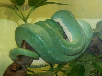 Green tree python