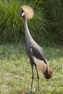 Cranes
