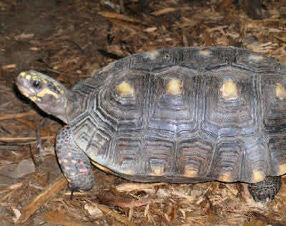 Red-footed tortoise