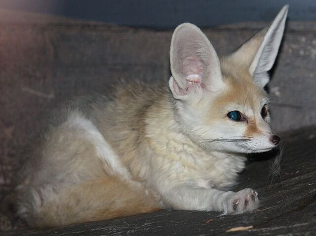 File:Fennec fox.jpg