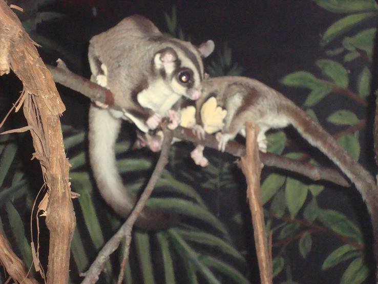 Sugar Glider | Cincinnati Zoo and Botanical Garden Wiki | Fandom